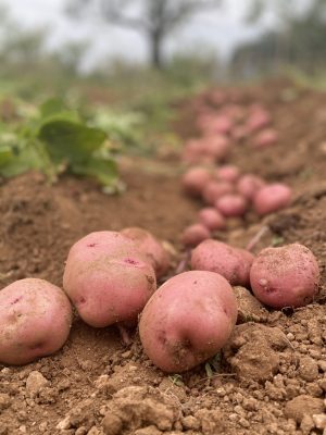 Patata Vermella (800gr)