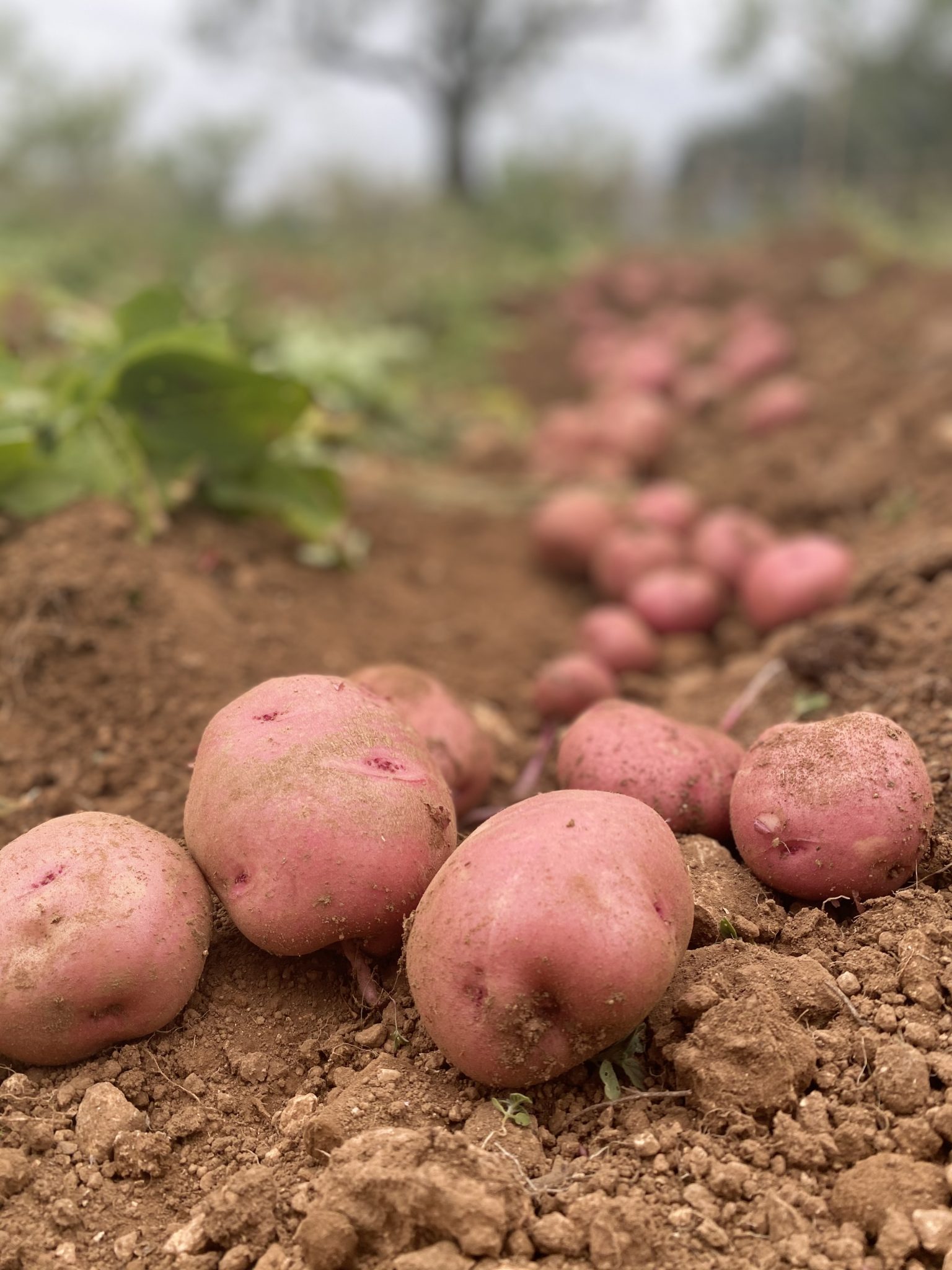 Patata Roja (800gr)