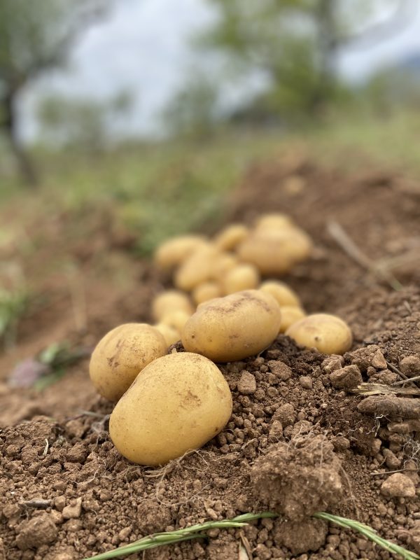 Patata Agria (800gr)