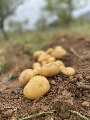 Patata Agria (800gr)