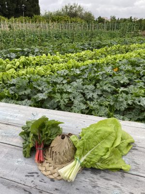 Bledes vermelles (800gr)
