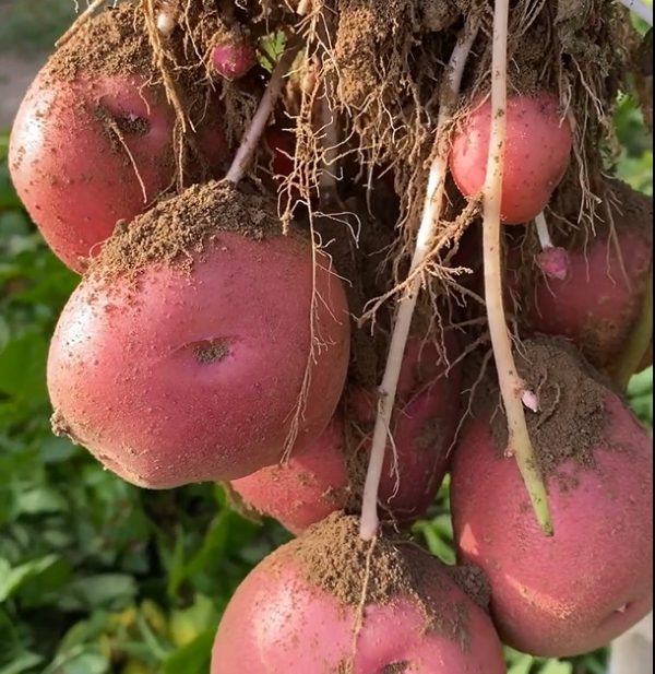 Patata Vermella (800gr)
