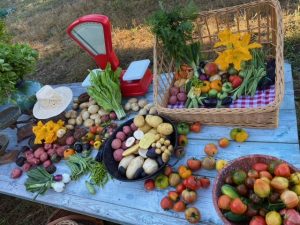 Cesta variada de verdura 12 kg. Un auténtico festival del huerto en tu casa
