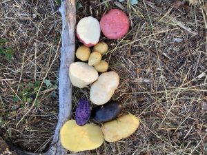 Cistella 5 kg de patates de muntanya amb 3 varietats recollides totalment a mà
