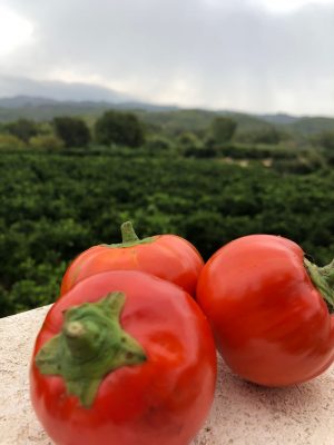 Albergínia Vermella Piamonte (600gr)