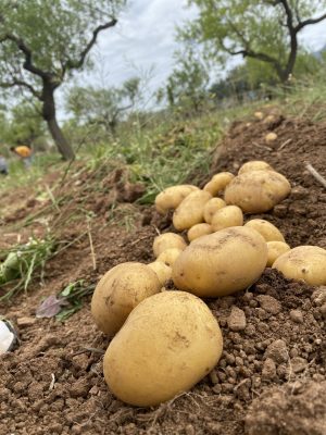Patata Agria (800gr)