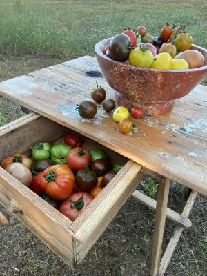 Cistella 5 kg de 10 varietats tomàquets (Llavors antigues de cultiu tradicional).