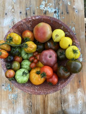 Cistella 5 kg de 10 varietats tomàquets (Llavors antigues de cultiu tradicional).