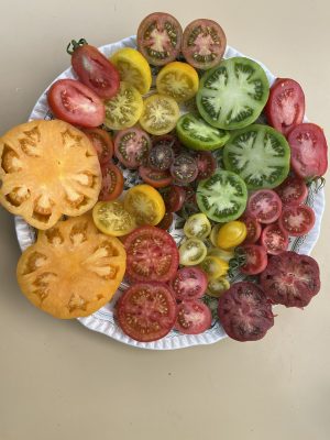 Cistella 5 kg de 10 varietats tomàquets (Llavors antigues de cultiu tradicional).
