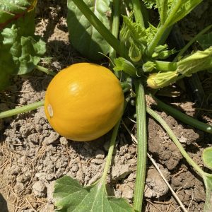 Mini Carbassó Rodó Groc "Sol" (600gr)