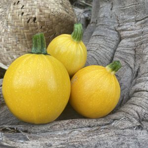 Mini Carbassó Rodó Groc "Sol" (600gr)