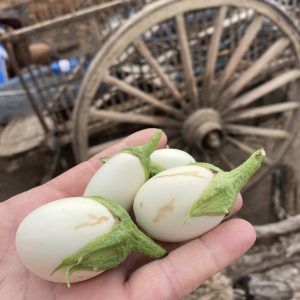 Albergínia xerri "huevo blanco" (400gr)