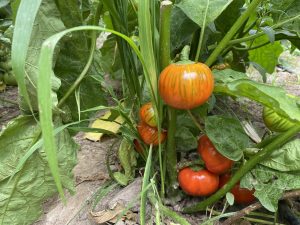 Albergínia Vermella Piamonte (600gr)