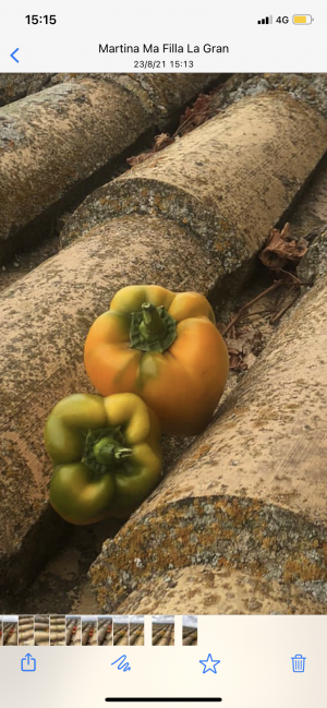 Pebrot groc de secà (600gr)