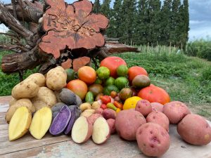 Cesta de selección de patatas y tomates 10 kg. La esencia del huerto más tradicional.