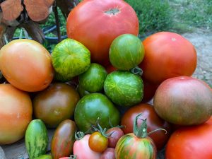 Cesta de selección de patatas y tomates 10 kg. La esencia del huerto más tradicional.